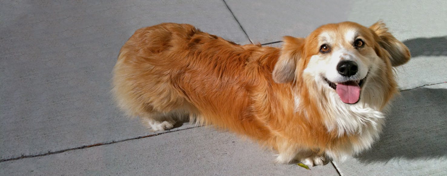 Corgi cheap cross spaniel